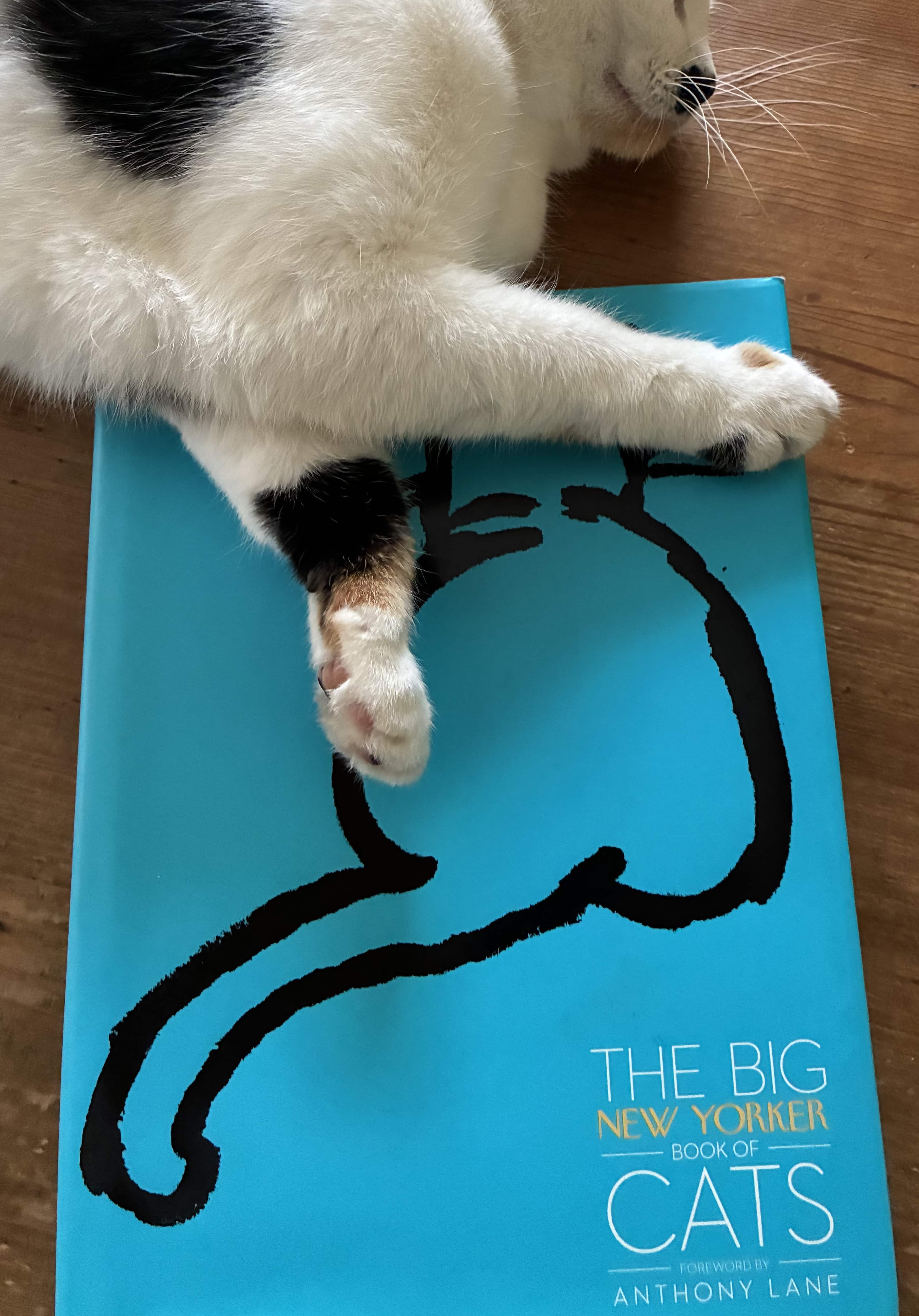 Die Autorin und Katzenliebhaberin Silke Brügel die die Bücher 'Mission Helene' Dr. Hoffmann erzählt von der Liebe sowie 'und All das Leben in deinem Kopf' geschrieben hat empfiehlt The big New Yorker Book of Cats. Die Themen der Autorin Silke Brügel die am liebsten mit einer Katze im Zimmer schreibt sind Aufbruch und Neubeginn.